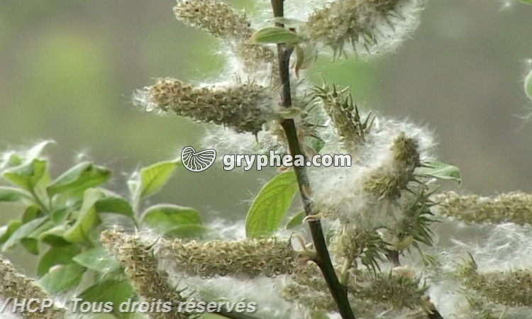 Le peuplement du milieu par les végétaux - Bilan - gryphea.com